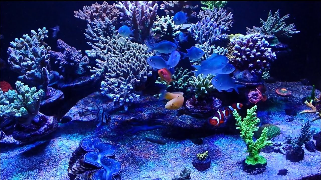 Ertuğrul Tepetam’a konuk oldum.Acropora tankı ile ilgili sohbetimizi keyifle izleyebilirsiniz