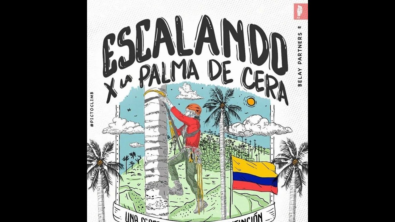 Palma de cera cuidado natural Arkal Escuela Colombia   canal Alemán DW   Medio Ambiente