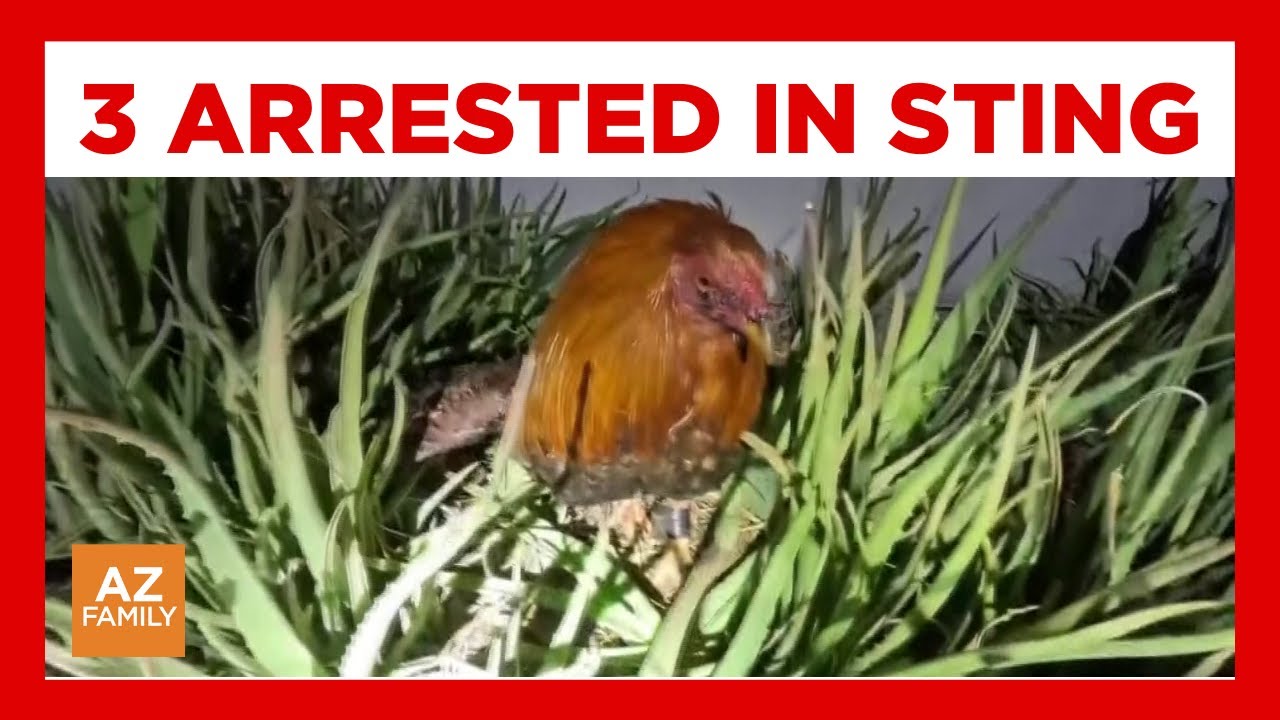 Deputies release bodycam of cockfighting bust west of Phoenix