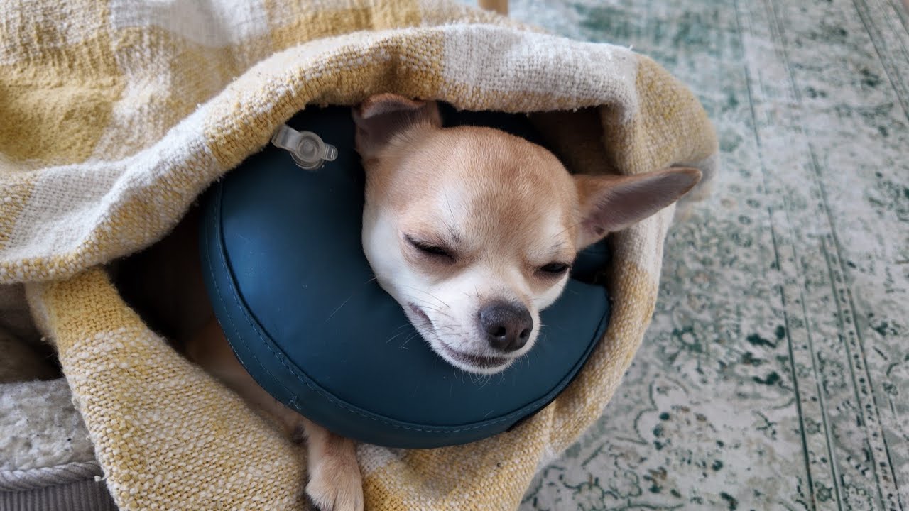 Leevi koira kävi operaatiossa 🐕💉🚑