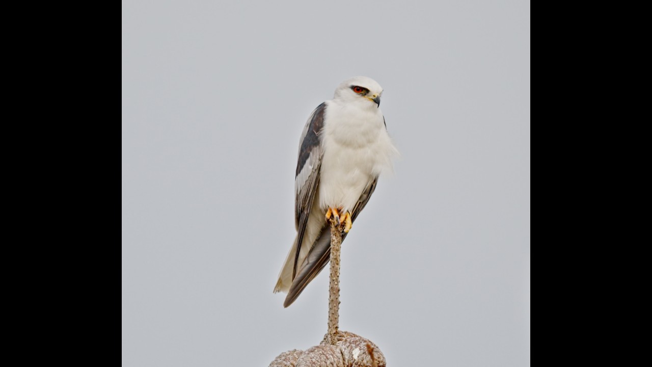 White-tailed Kite, Half Moon Bay 1-20-26