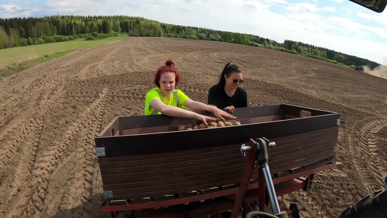 Pottua peltoon! Koulutilan perinteinen perunanistutus.