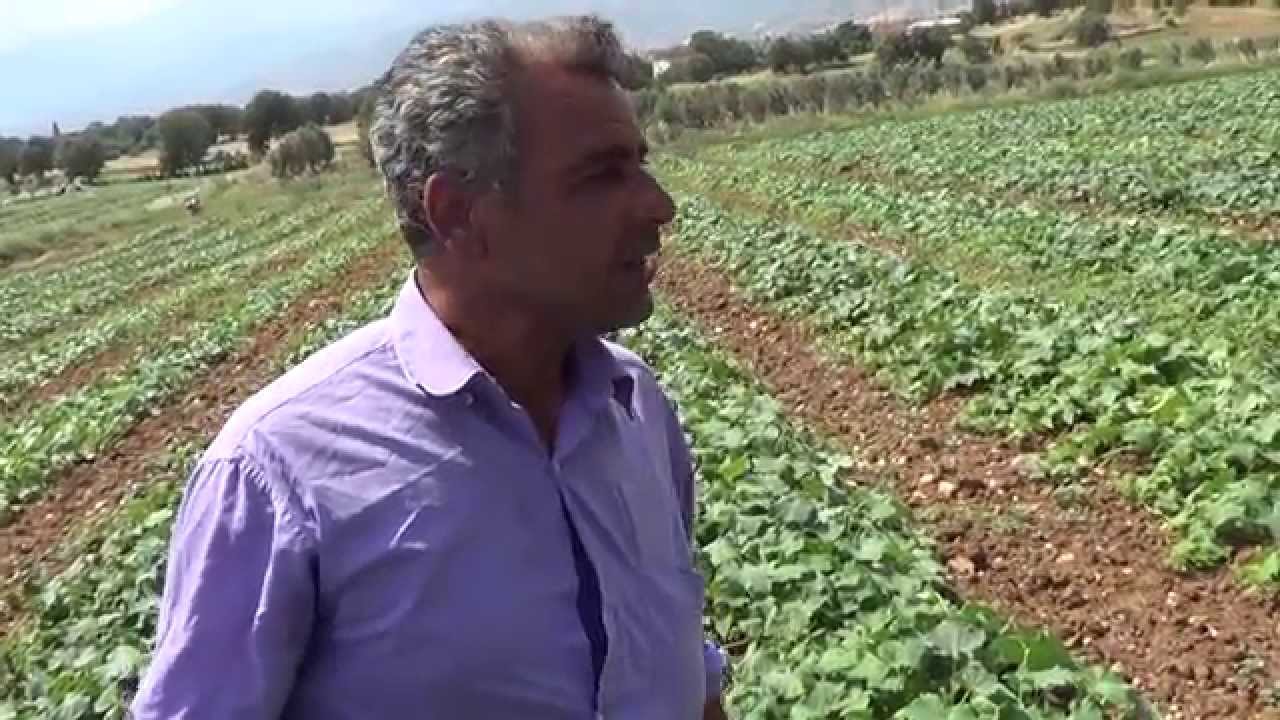 Kornişon