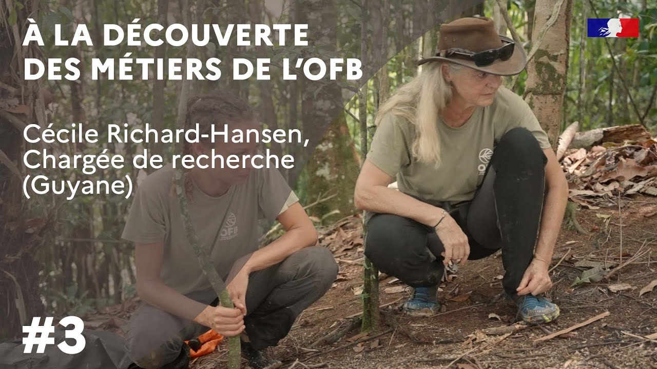 À la découverte des métiers de l'OFB : Cécile Richard-Hansen, chargée de recherche en Guyane
