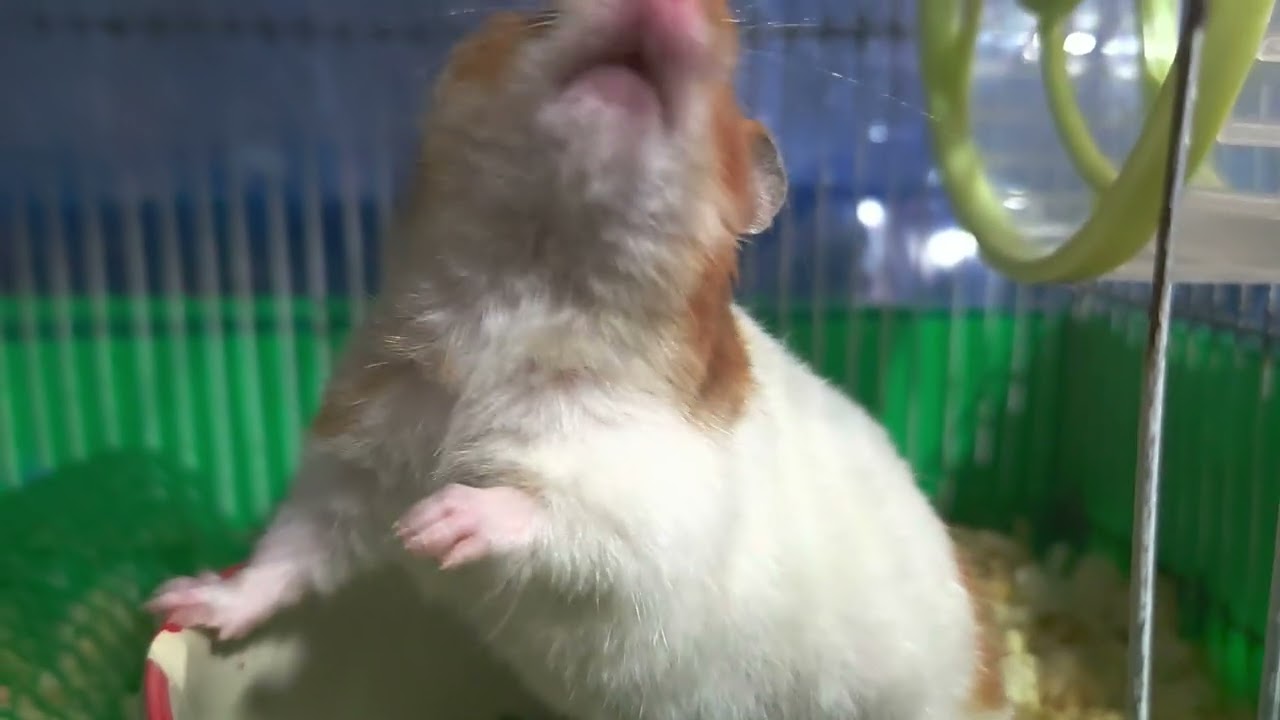 Hamster 🐹
