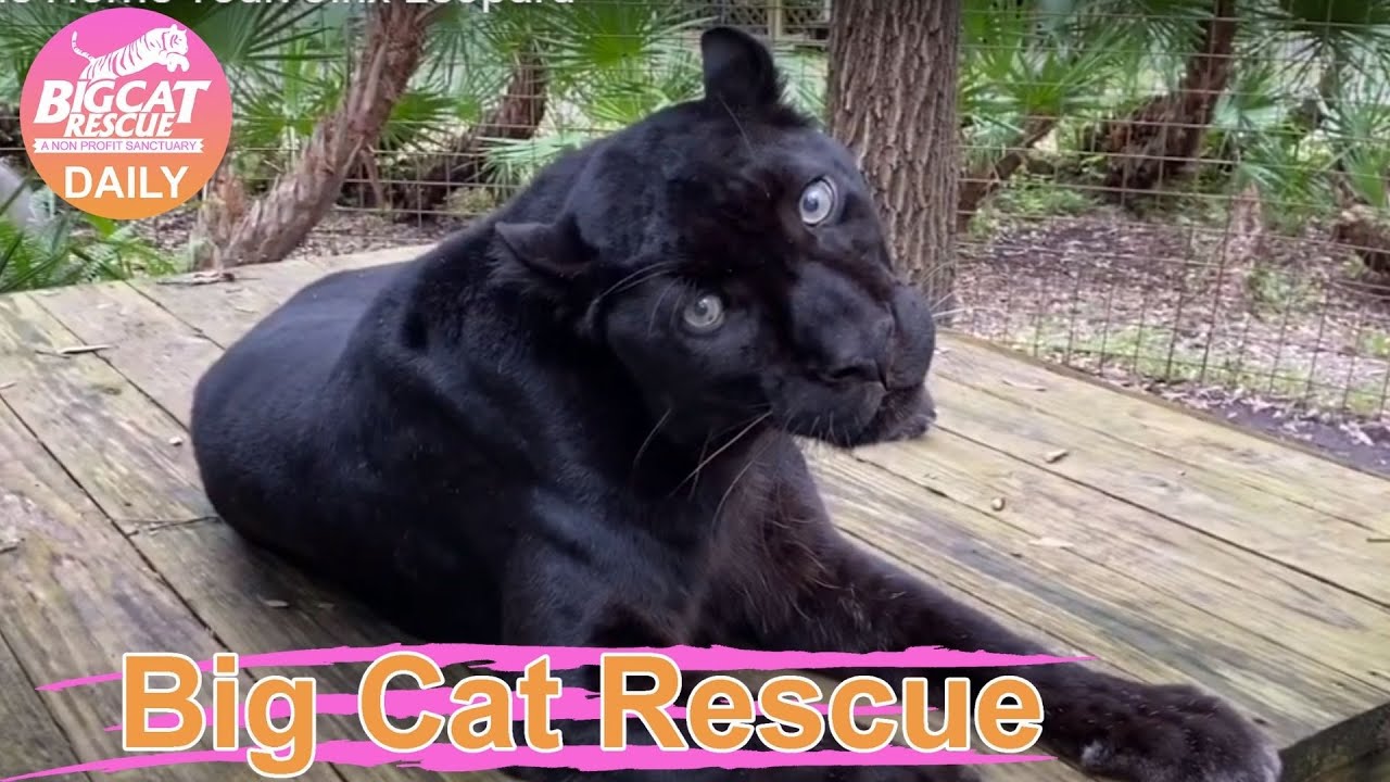 Big Cat Rescue Home Tour: Jinx Leopard