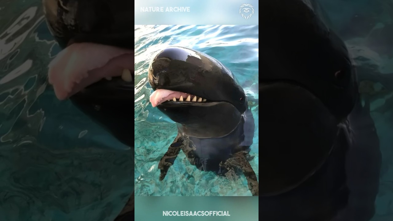 ЕДИНСТВЕННЫЙ ВИД, КОТОРЫЙ СОПЕРНИЧАЕТ С КОСАТКАМИ! 🐬