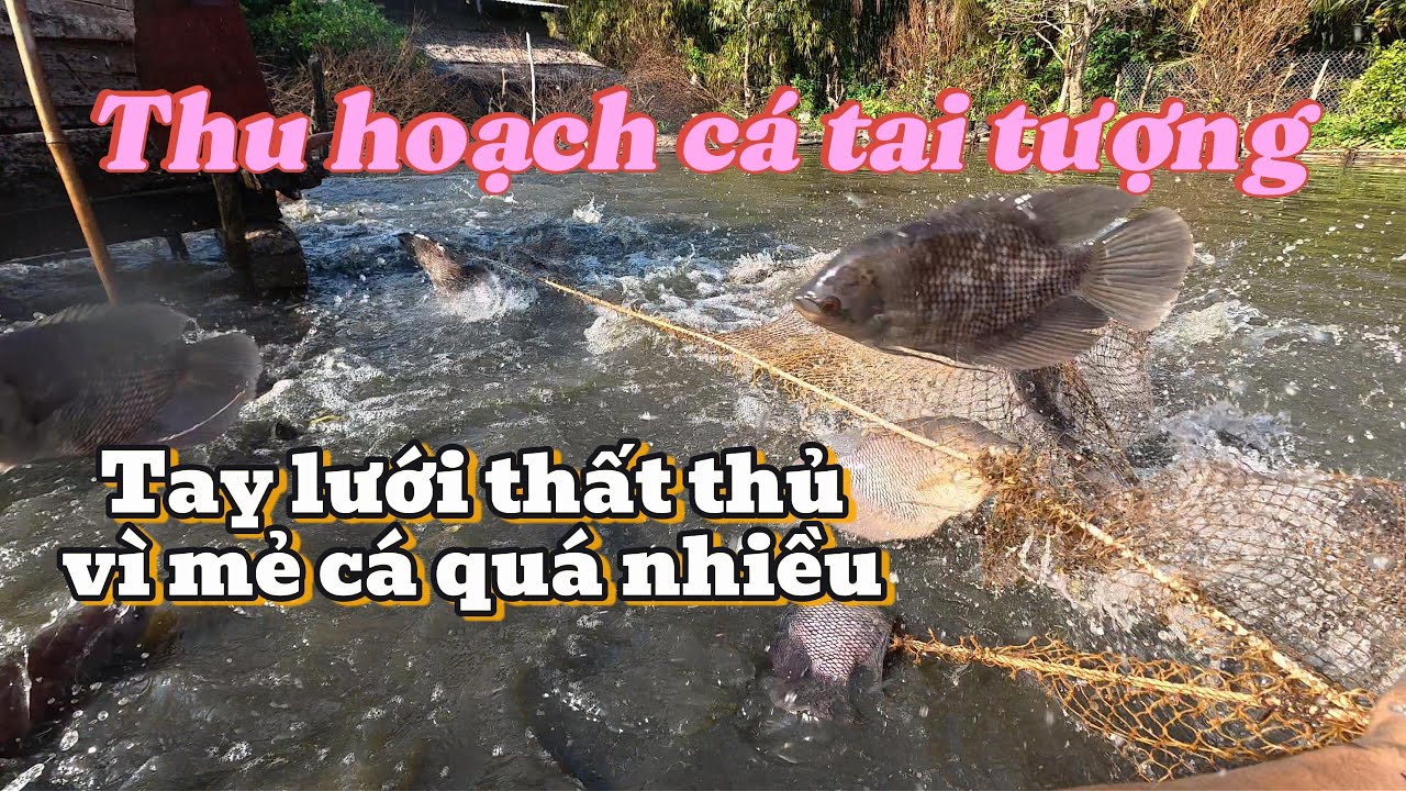 Cá Tai Tượng