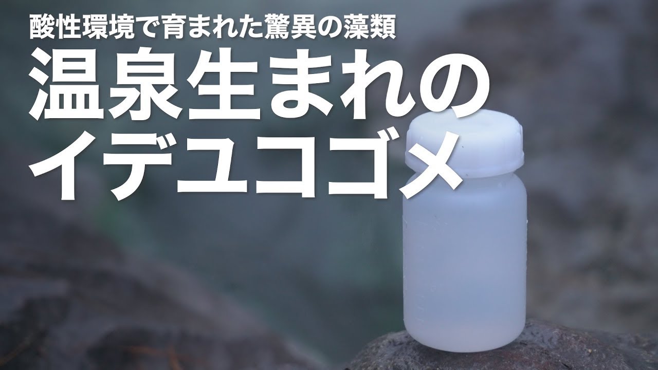 酸性環境で育まれた驚異の藻類 温泉生まれのイデユコゴメ｜Science Portal動画ニュース（2025年7月4日配信）