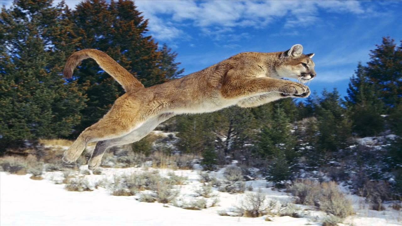 Cougar Mountain Lion Sounds