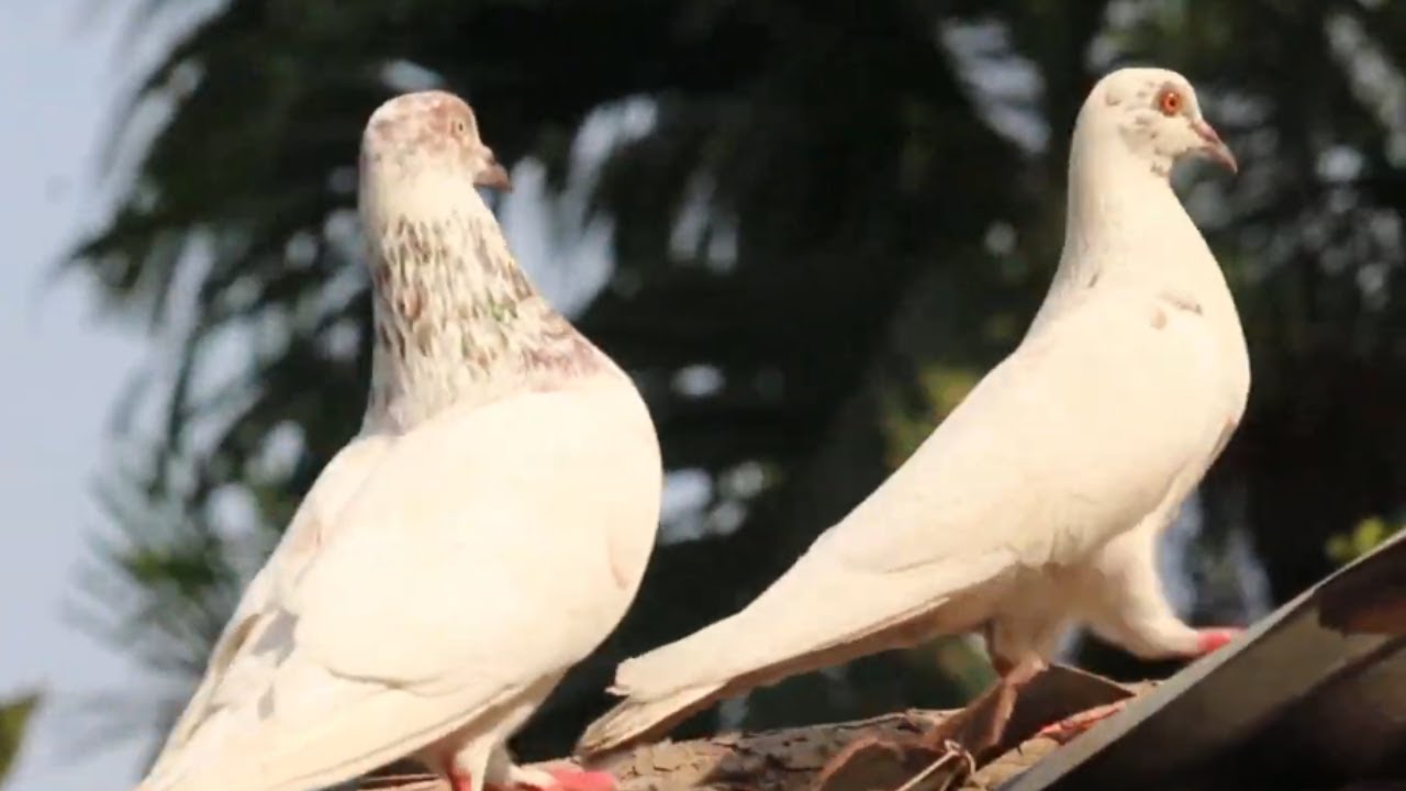 Pigeon Videos HD - Asian Pigeons HD 4K Video | indian pigeons | beautiful pigeon