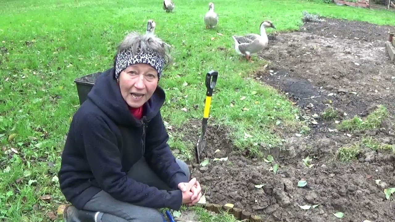 Haus und Garten in Ungarn und Maisernte mit den Nachbarn