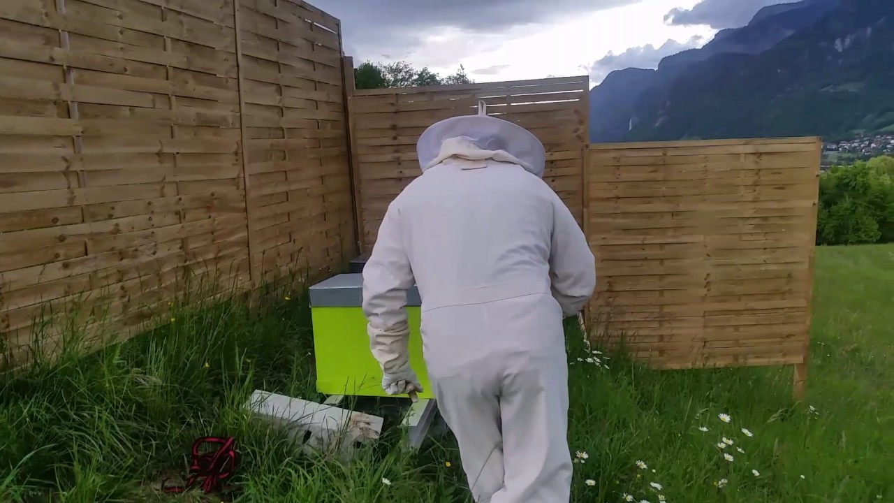 Mise en place, d'un essaim après mise en cave.