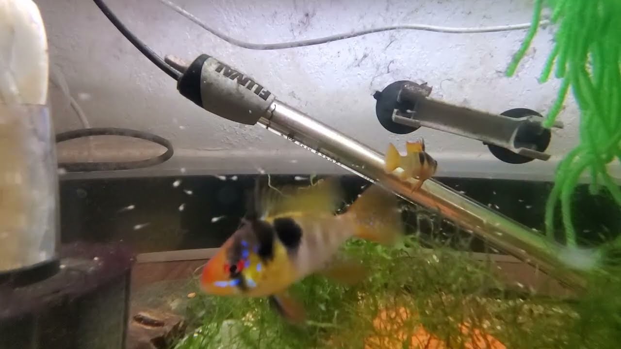 How To Raise Dutch Blue Rams To Free Swimming With Success | 100's of Fry