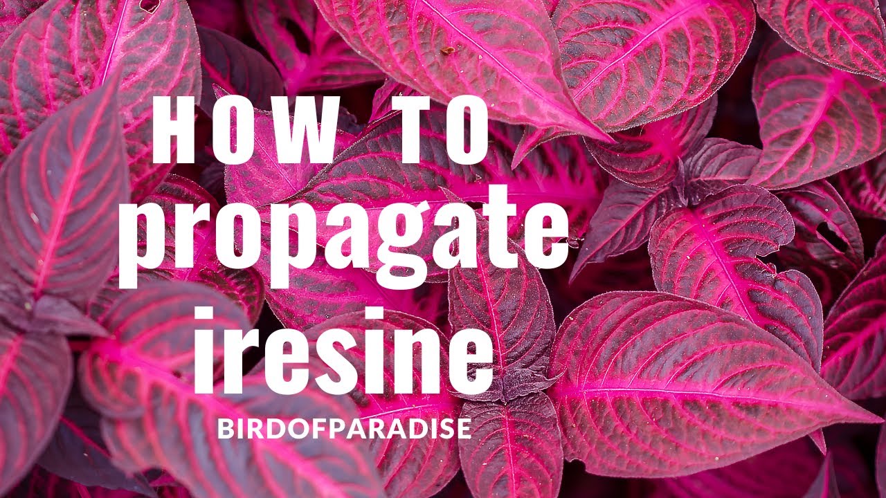 How to Grow Iresine Blazin’ Rose (Bloodleaf)|(WITHOUT ROOTING HORMONE) Shade Plants |BirdofParadise