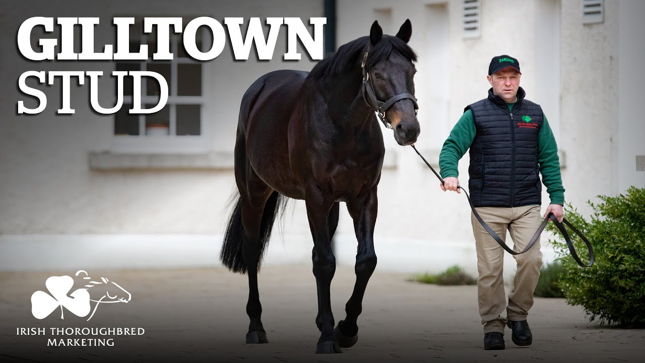 ITM Irish Stallion Showcase 2021 - Gilltown Stud