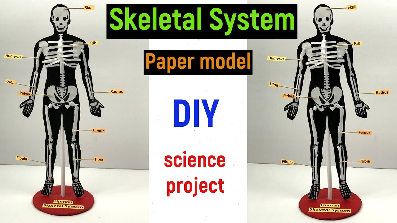 skeleton model with paper - skeleton model project - science project - skeletal system-diyasfunplay