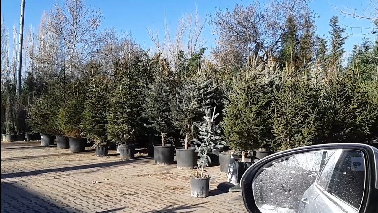 Tigem yanı,AOÇ'nin orada fidan satış yeri