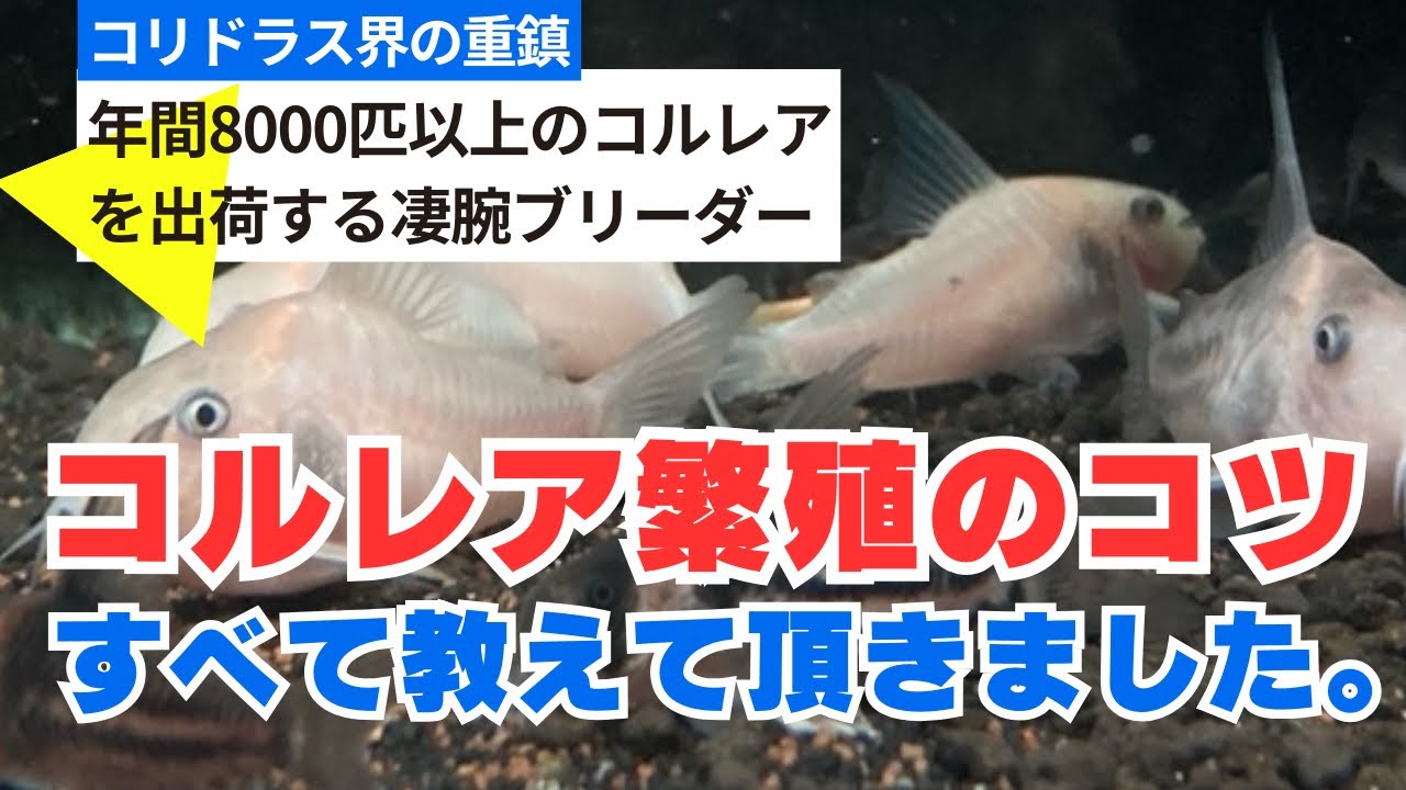 【コリドラス コルレア 繁殖方法大公開】 ついにキタ！！今まで決して語られる事のなかったコルレア繁殖のすべてを本邦初公開致します！！熱帯魚繁殖技術のすべてがここに。アクアリウムショップ ペットバルーン