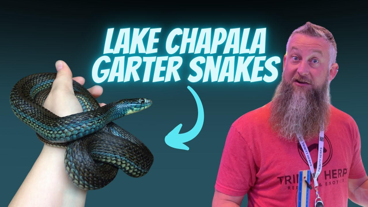 Tableside Chat - Lake Chapala Mexican Gartersnake with Josh Brown of Trinity Herps