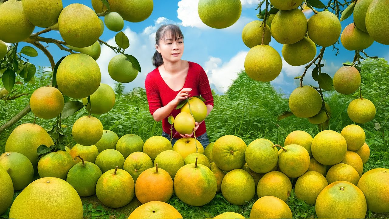 Harvesting 1000+ Grapefruits Go to Village Market Sell - Grapefruit Garden | Phuong Harvest Life