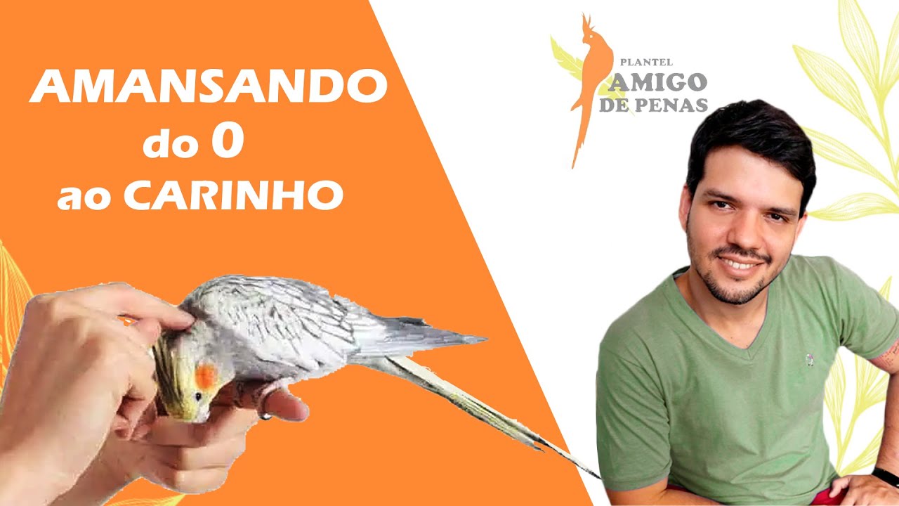 PASSO A PASSO DO 0 AO CARINHO!  COMO AMANSAR CALOPSITA