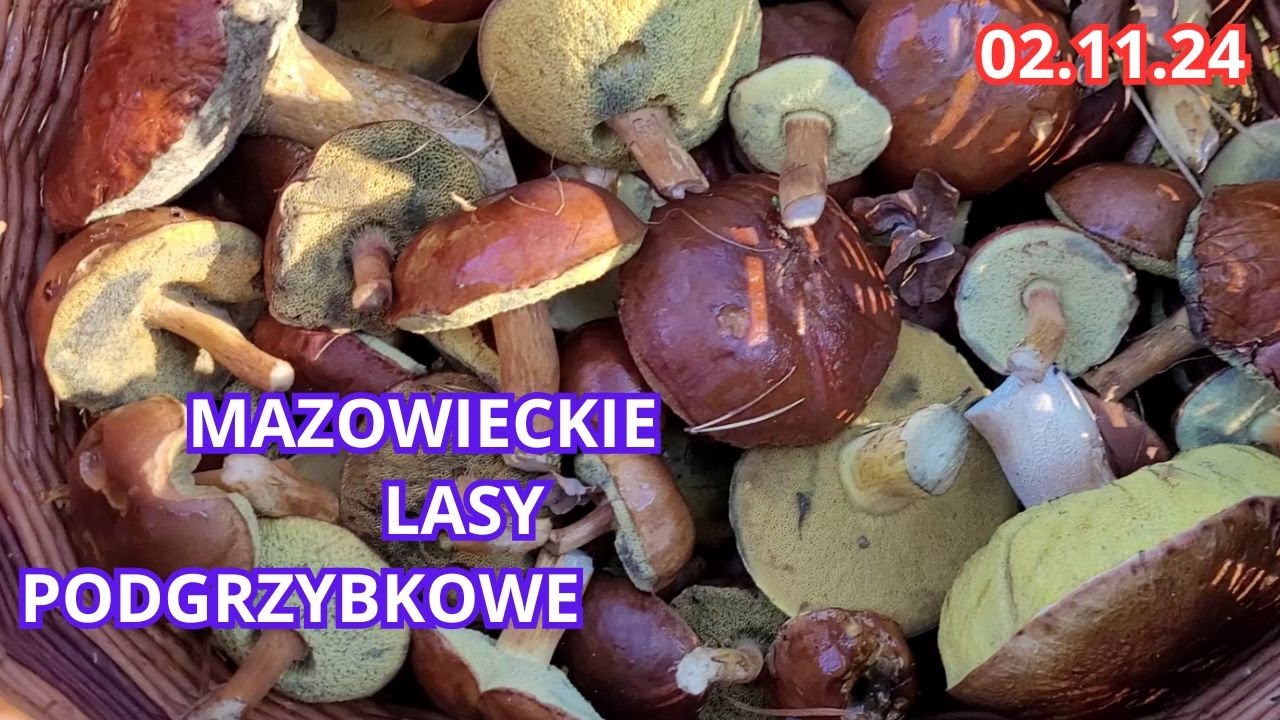 W POSZUKIWANIU MAZOWIECKICH PODGRZYBKÓW 02.11.24