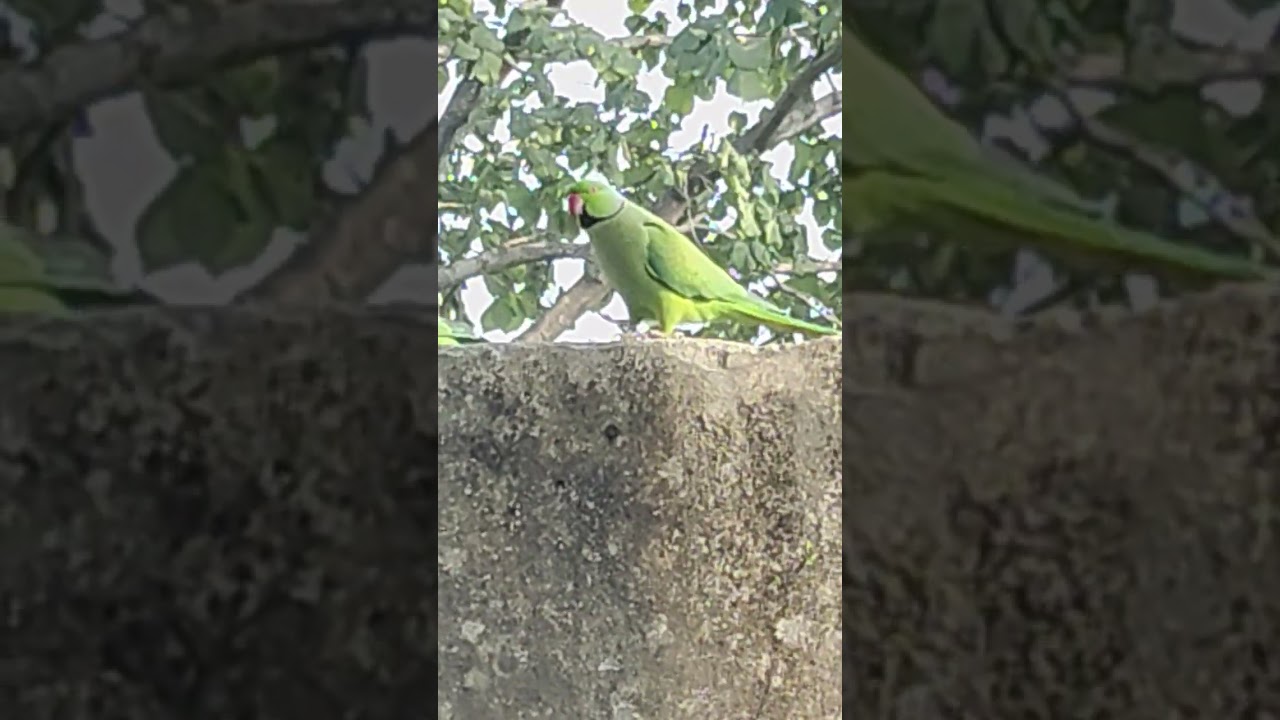 Parrot group activities 🙏👍👍🦜🦜 subscribe