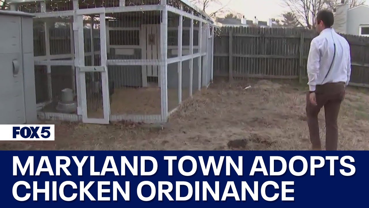 Maryland town ends prohibition on backyard chickens | FOX 5 DC