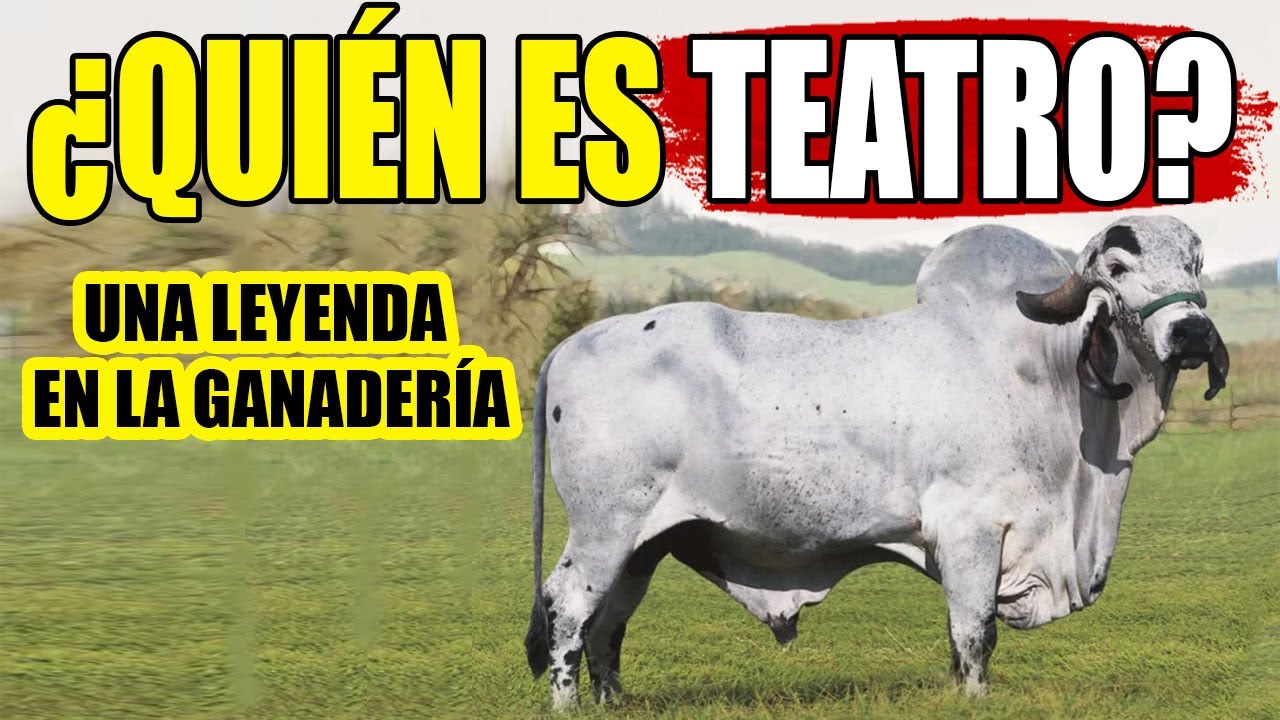 CONOCE A UNA LEYENDA DE LA GANADERÍA, TEATRO DA SILVANIA.