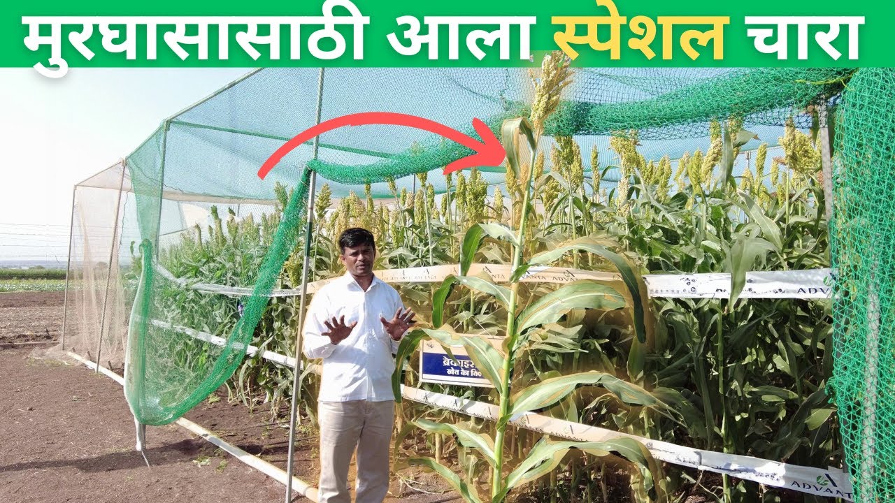 मुरघासासाठी आला स्पेशल चारा