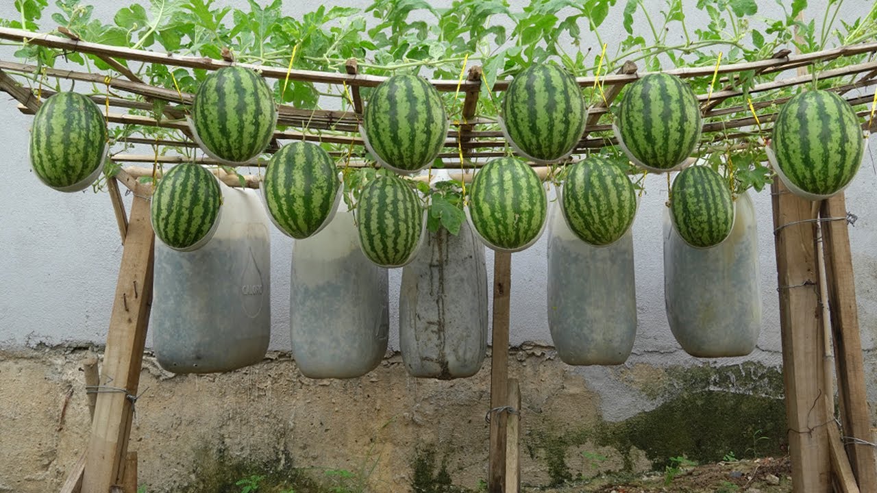 The most effective method of growing watermelon at home that you must know