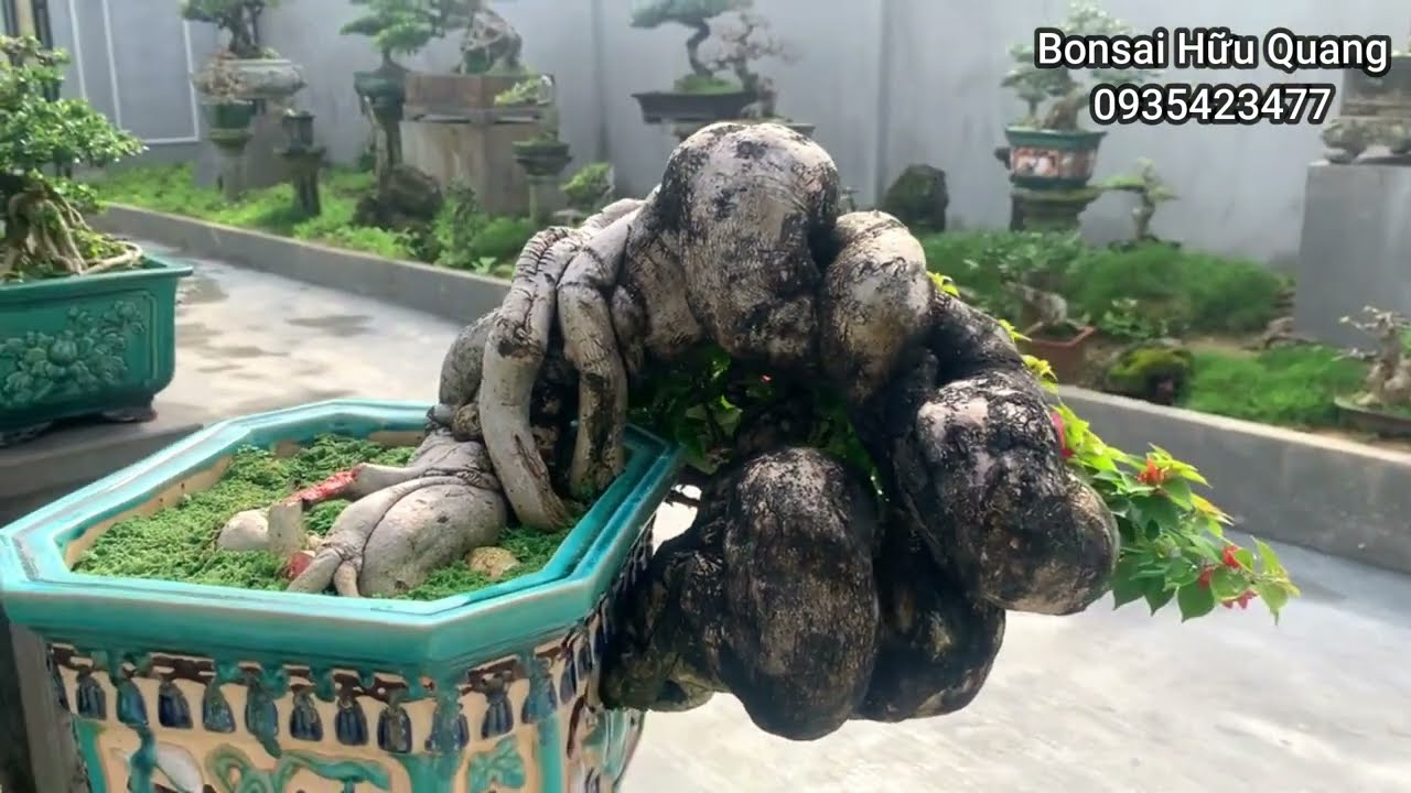 Vườn Bonsai Hữu Quang (Bình Định) ngày giáp Tết