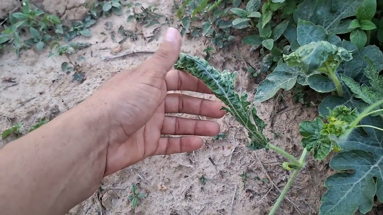 TRATAMIENTO Y CURA PARA EL VIRUS  DE EL MOSAICO DE EL PEPINO  EN CUCURBITACEAS