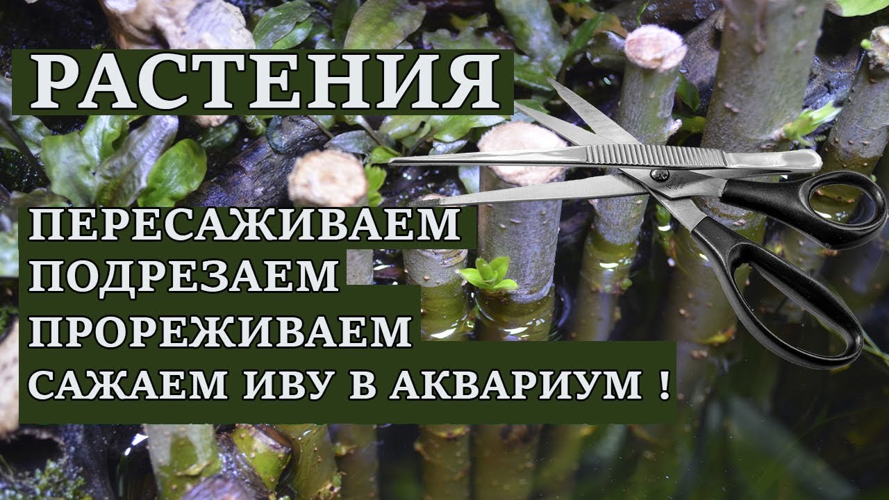 Аквариумные растения - прополка ,в конце ролика сажаем Иву в аквариуме !