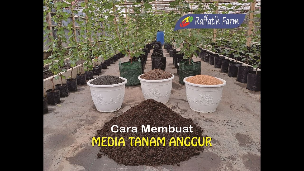 Media Tanam Anggur