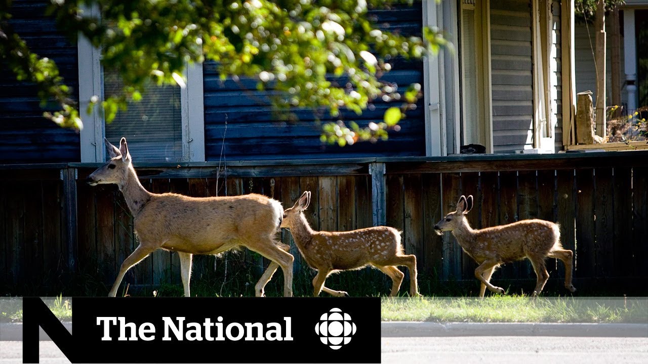 Urban deer in B.C. get birth control