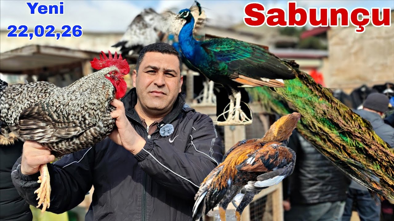 Sabunçu Toyuq Bazarı 22 fevral 2026 @mubarizemintv2271 