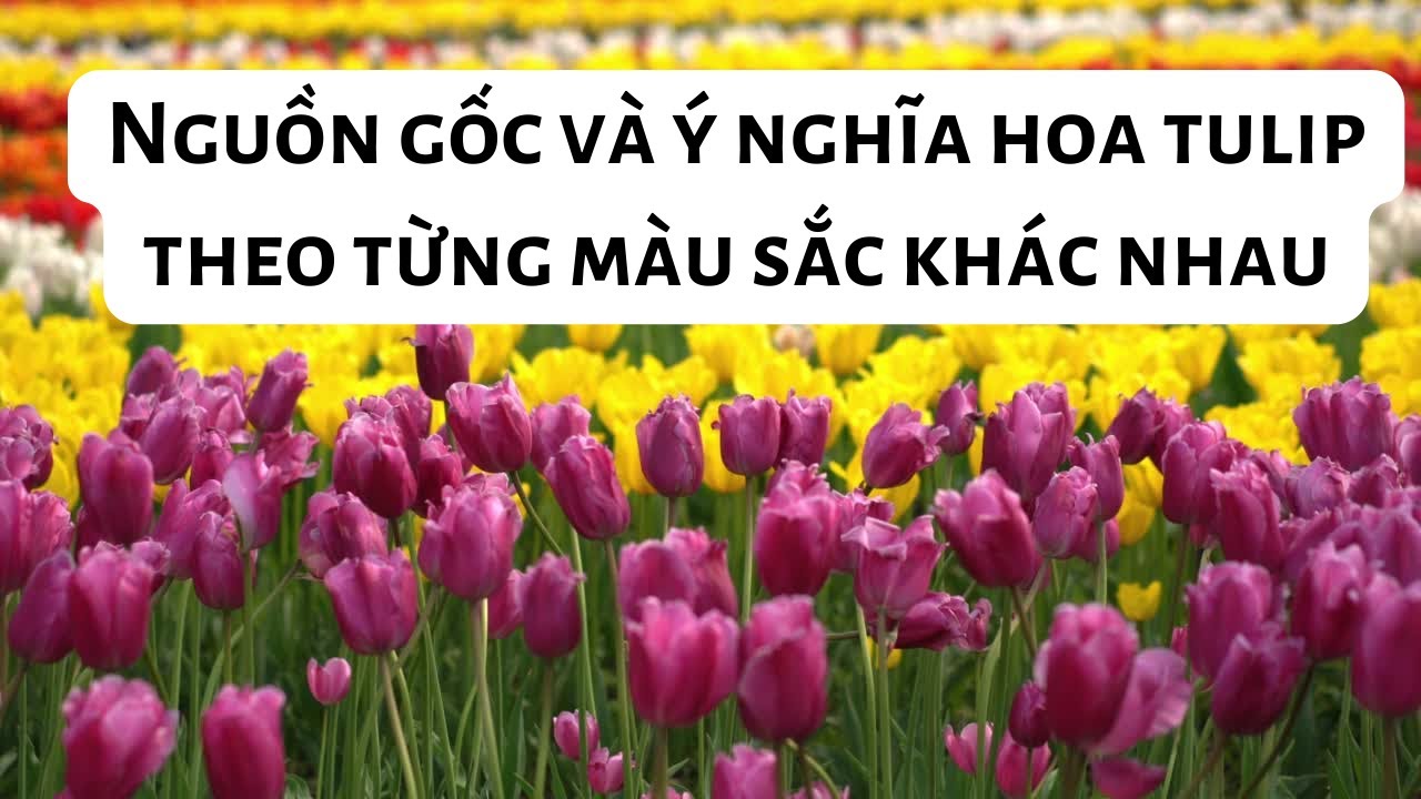 Nguồn gốc và ý nghĩa hoa tulip theo từng màu sắc khác nhau