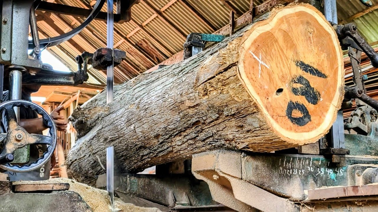 Cutting super teak wood for the main raw material for luxury furniture
