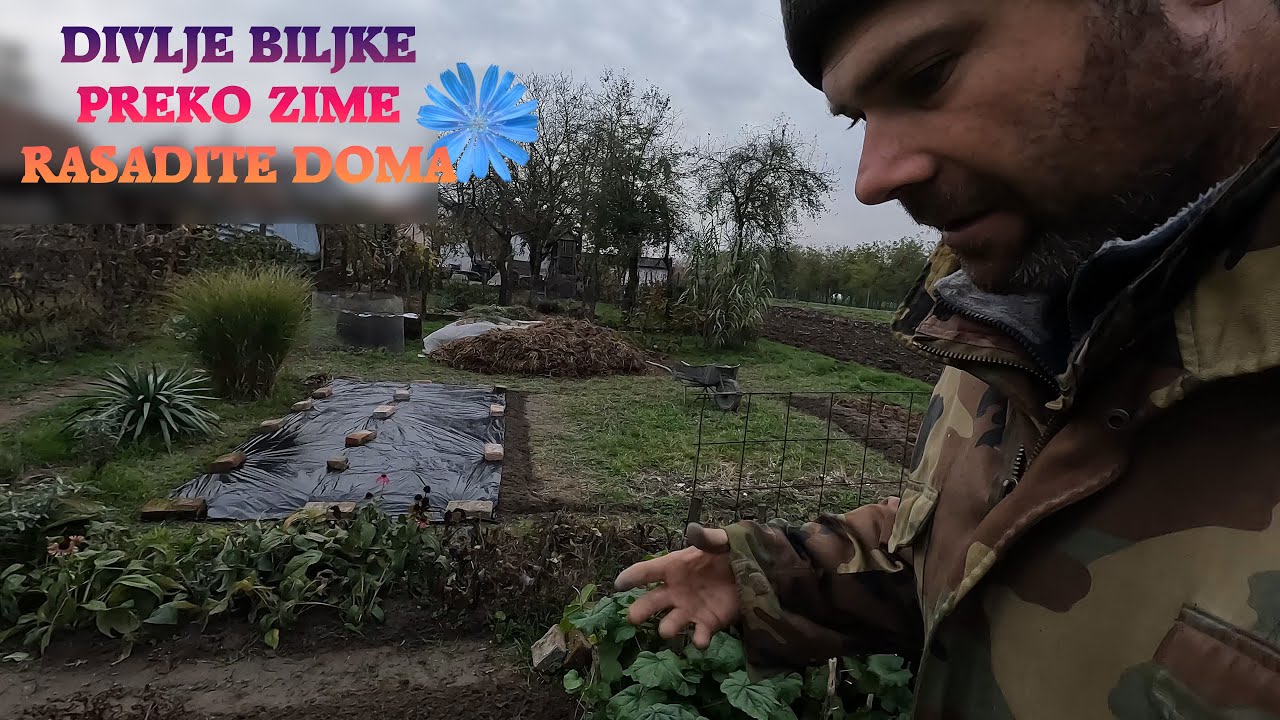 Presadite preko zime ove divlje biljke