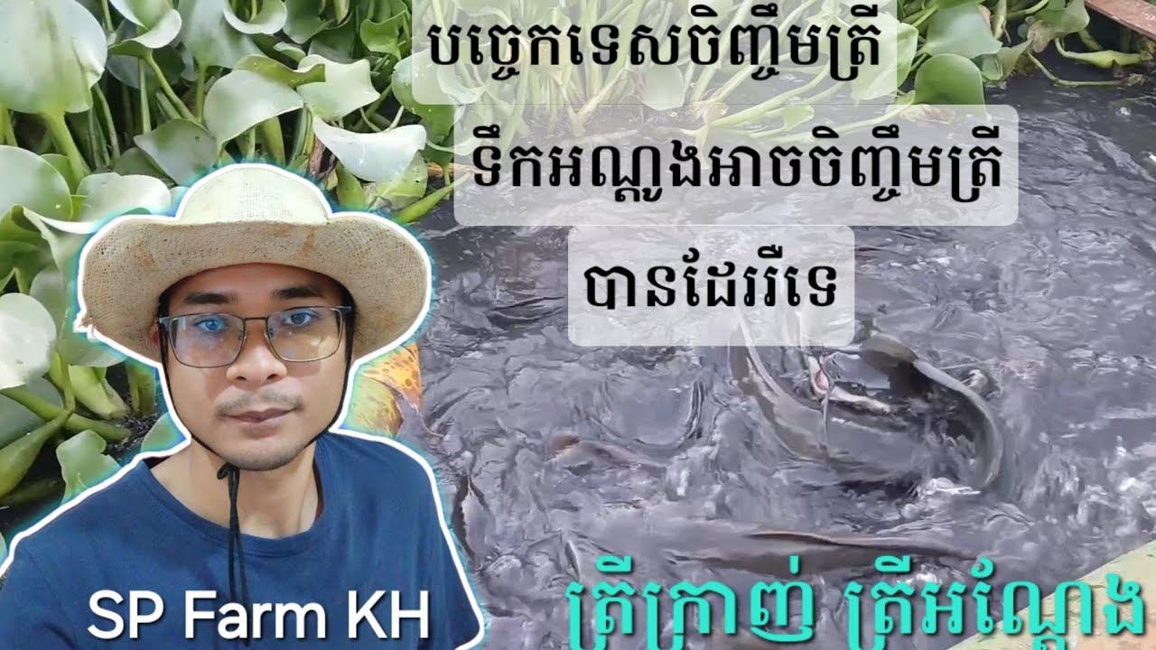 ទឹកអណ្តូងចិញ្ចឹមត្រីបាន តែស្តាប់សិន ចង់ដឹងបងប្អូនមើលវីដេអូនេះសិន