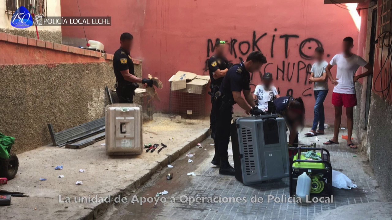 Intervención en criadero ilegal de gallos pelea (19 07 17)