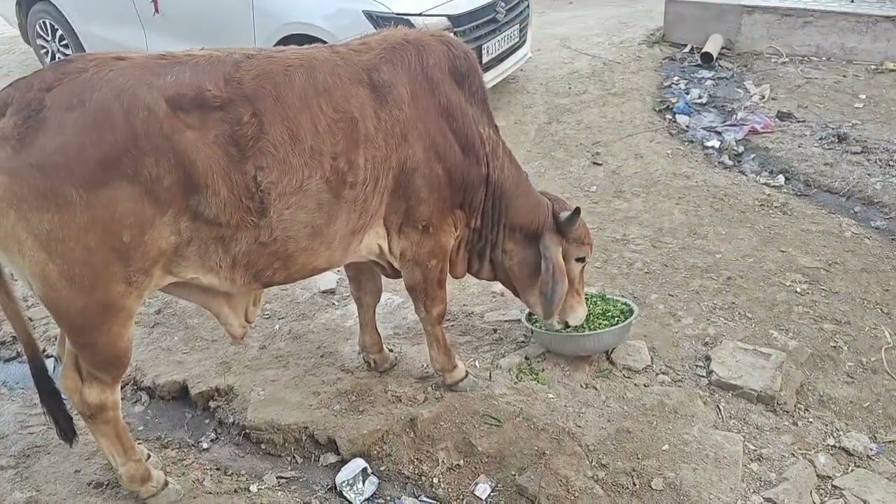 हम सारा दिन खाते हैं और यह सारा दिन भूखा रहते हैं।🙏🥺 AAKHIR ESA KYU ?DAY -196 TO 1000 DAY CHALLENGE 