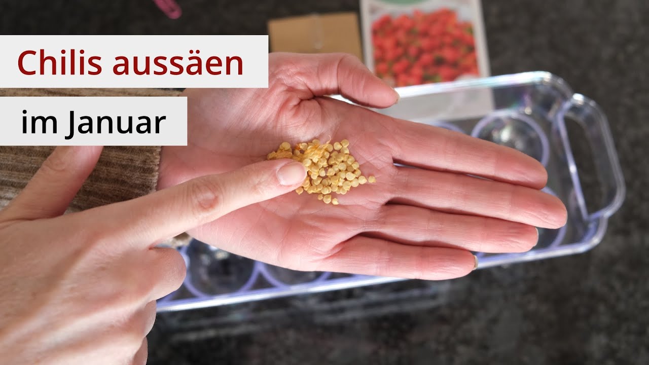 Aussaat im Januar 🌶️ Chilis aussäen mit Kokoserde & Quelltabletten - Ganz einfach! Chili Anzucht