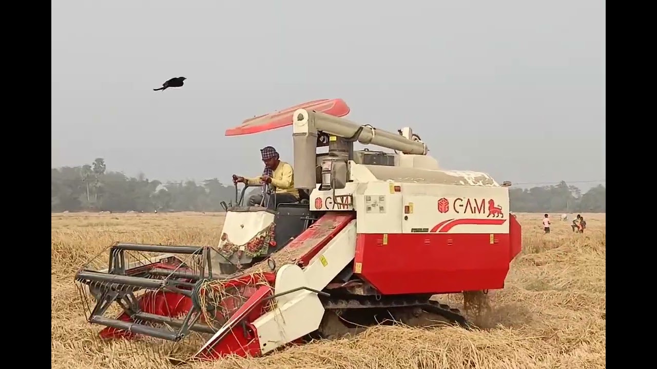 Dhaan cutting machine 2025