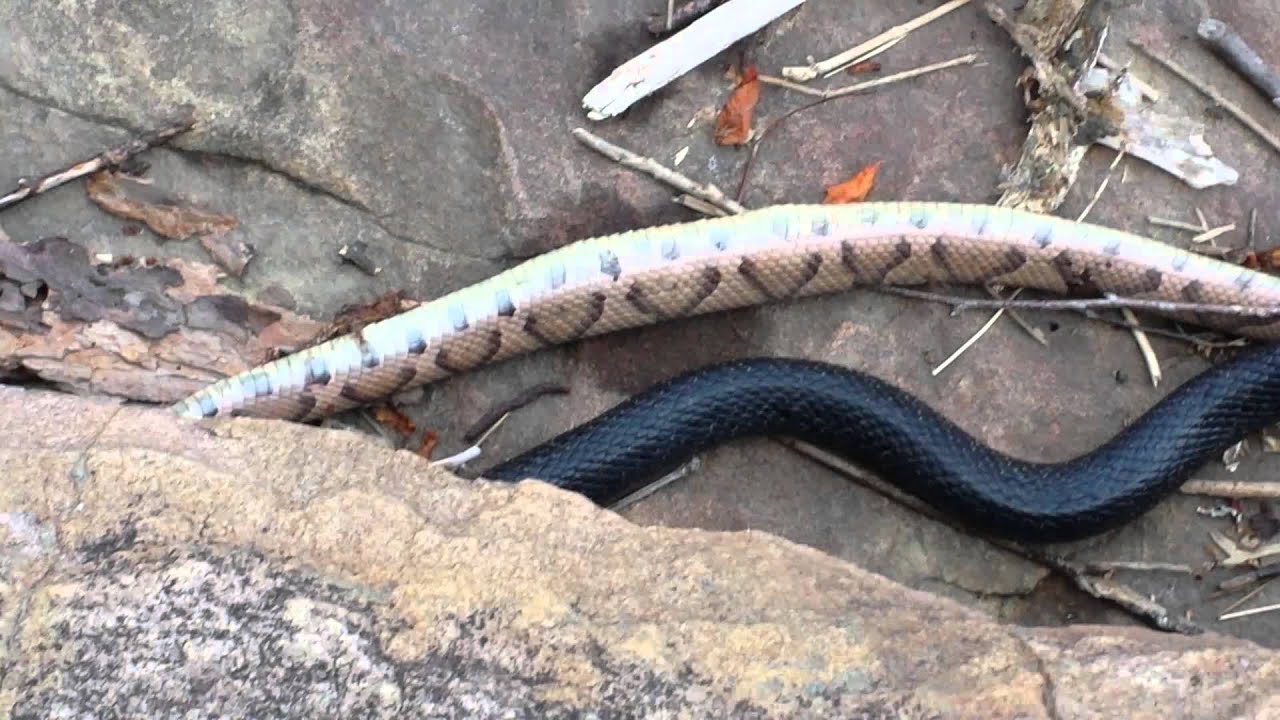 King snake eating copperhead