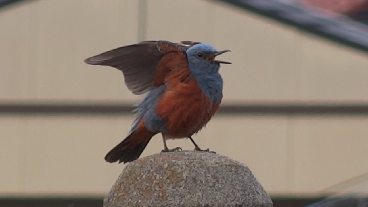 素敵な鳴き声のイソヒヨドリ 160409