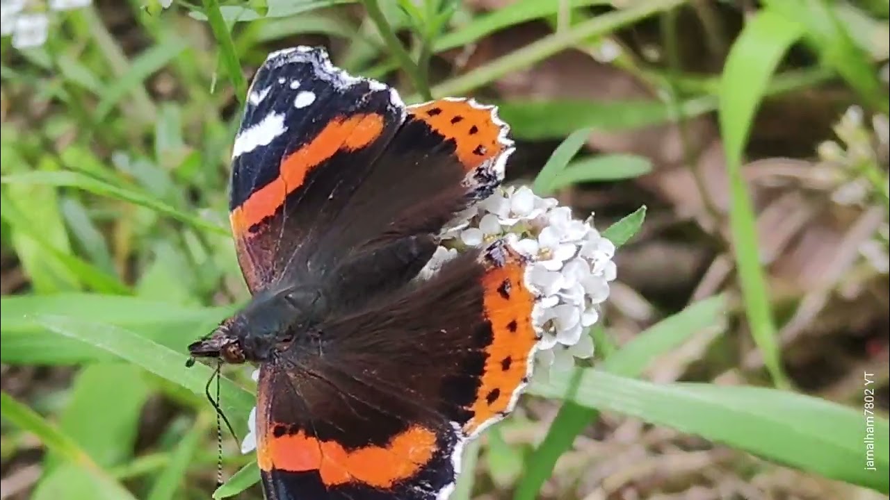04 - The Red Admiral, (Vanessa atalanta), Vulcain, Ադմիրալ (թիթեռ)الأدميرال الأحمر , بشورة الصيف