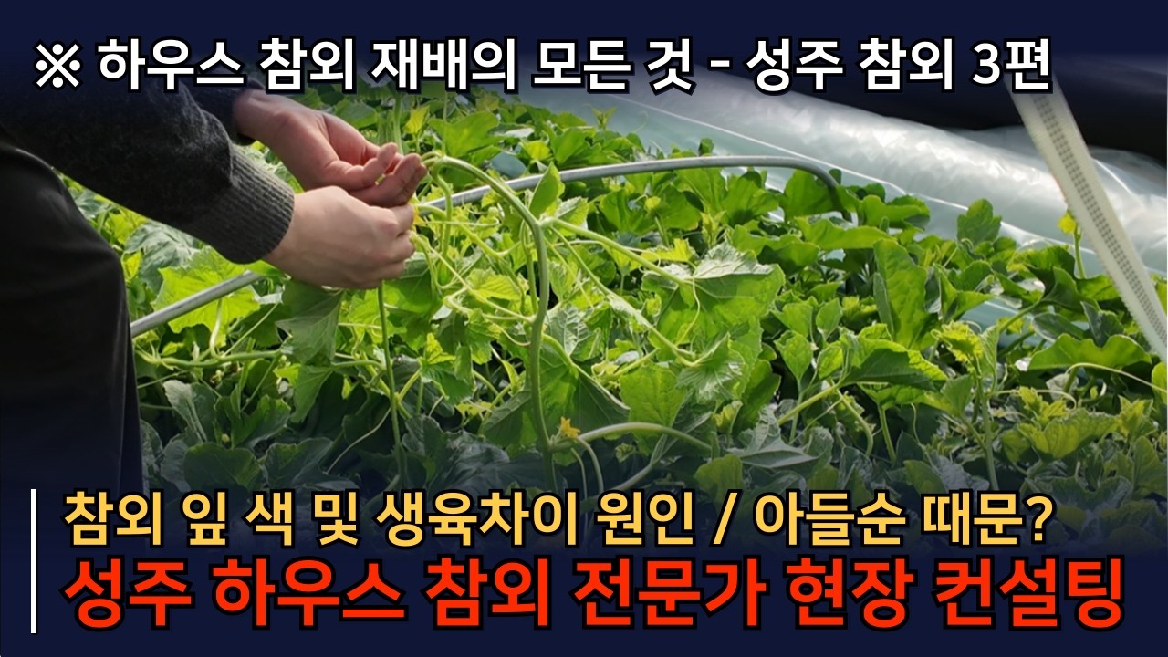 [성주 참외 컨설팅 3편] 참외 생육차이가 많이 난다면 이렇게 해결해보세요. #참외재배기술